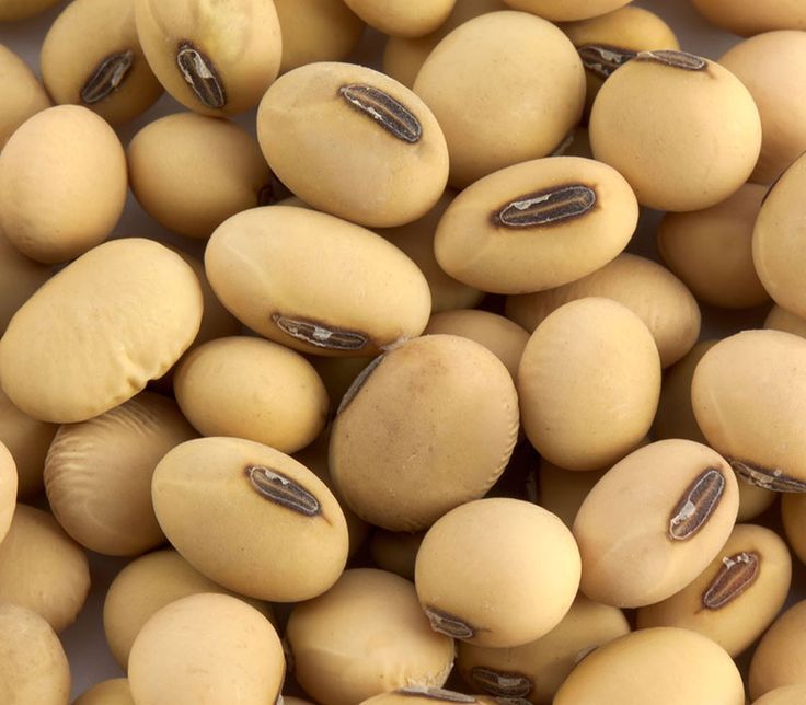 Soya Beans